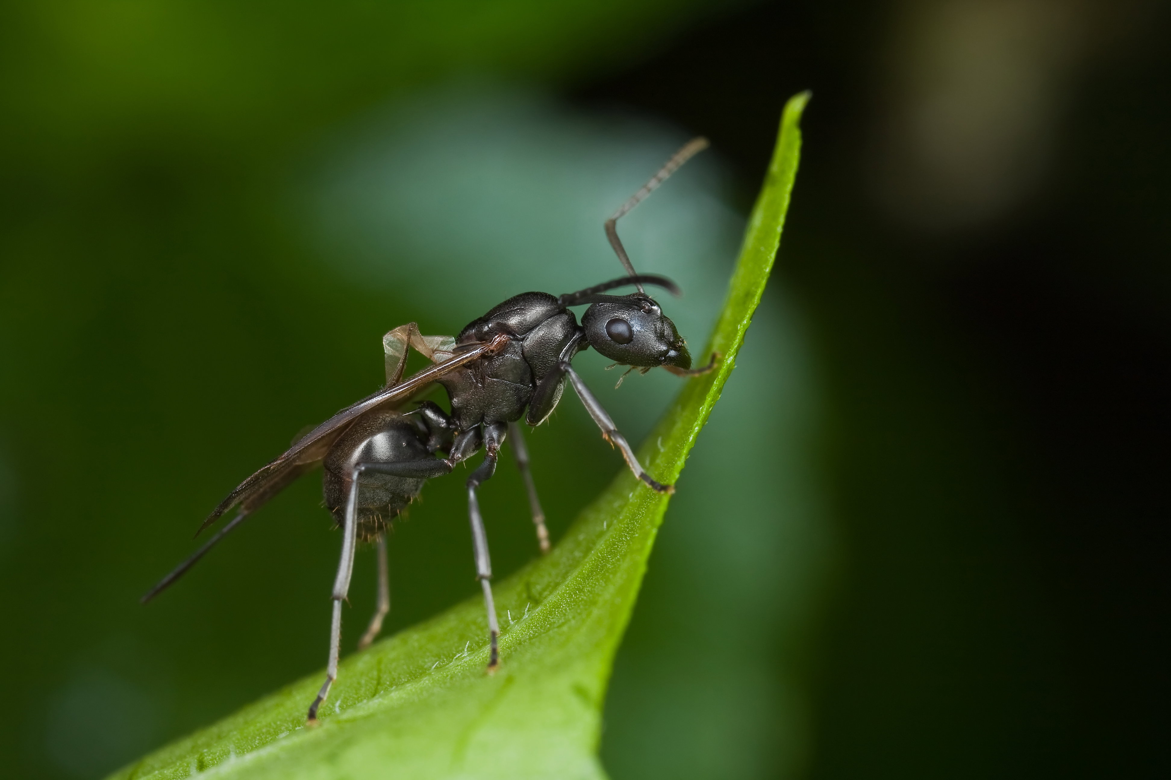 Mrówki, które klonują inny gatunek – natura łamie swoje własne zasady