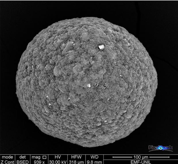 Organoid przedmózgowia widoczny w skaningowym mikroskopie elektronowym. Ta grudka tkanki mózgowej, rozwinięta z ludzkich komórek macierzystych iPSC różnicowanych w komórki nerwowe, znajduje się w centrum nowych badań nad ‘żywymi komputerami