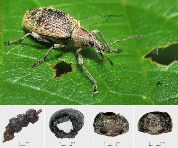 Pronota chrząszczy z rodzaju Phyllobius sp.: A) współczesny przedstawiciel gatunku Phyllobius sp. z zaznaczonym pronotum; B) pronota Phyllobius viridicollis nawleczona na źdźbło zakonserwowanej trawy; strona przednia (C), brzuszna (D) i grzbietowa (E) jed