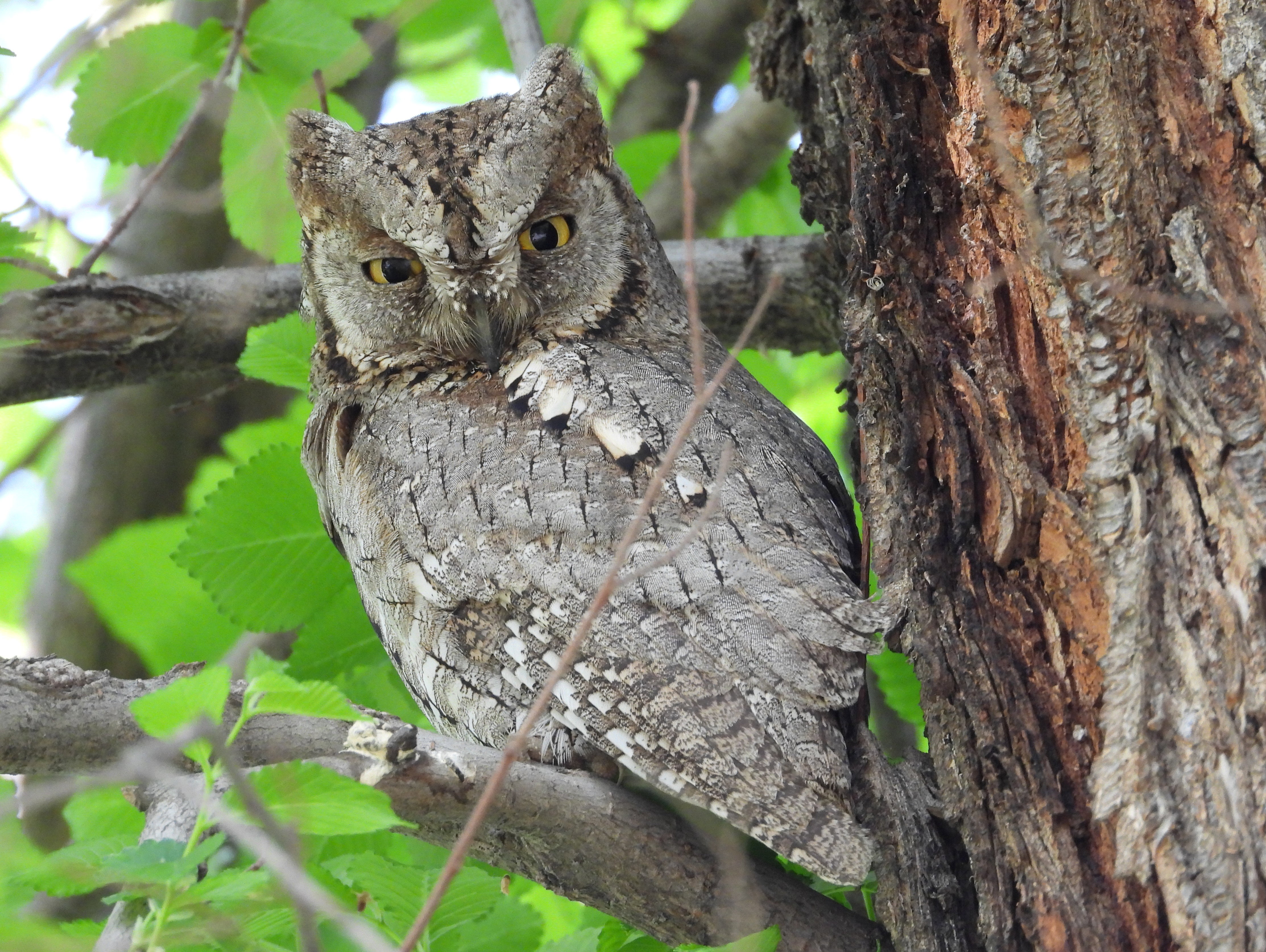 Otus_scops_SYCZEK