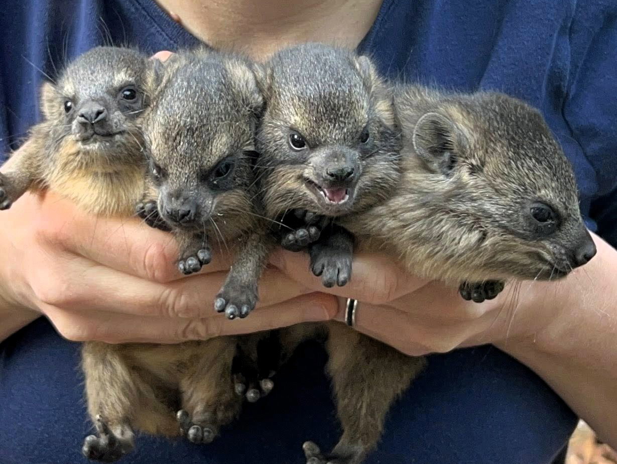 Sześć góralków skalnych przyszło na świat w warszawskim ZOO