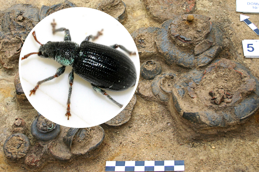 Archeolodzy odkryli unikatowe ozdoby w grobie dziecka. Błyszczały jak szkło