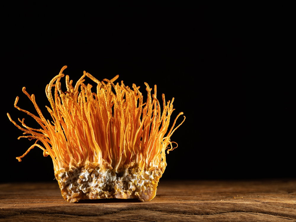 Cordyceps militaris