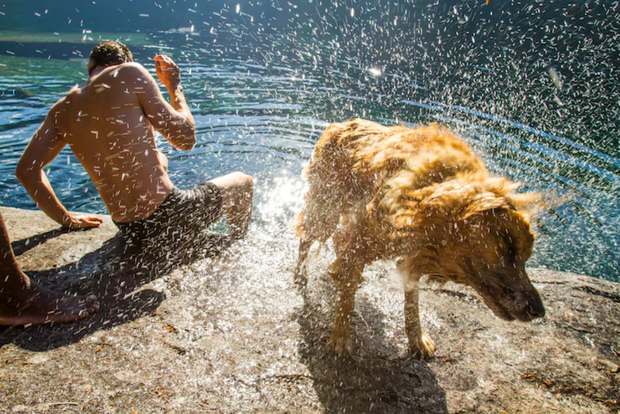 Psy są najlepszymi przyjaciółmi człowieka, ale same również potrzebują przyjaciół. Naukowcy z projektu Dog Aging Project odkryli, że więzi społeczne mają ogromny wpływ na dobrostan i zdrowie psów. Fot. Mark Stone / National Geographic Image Collection
