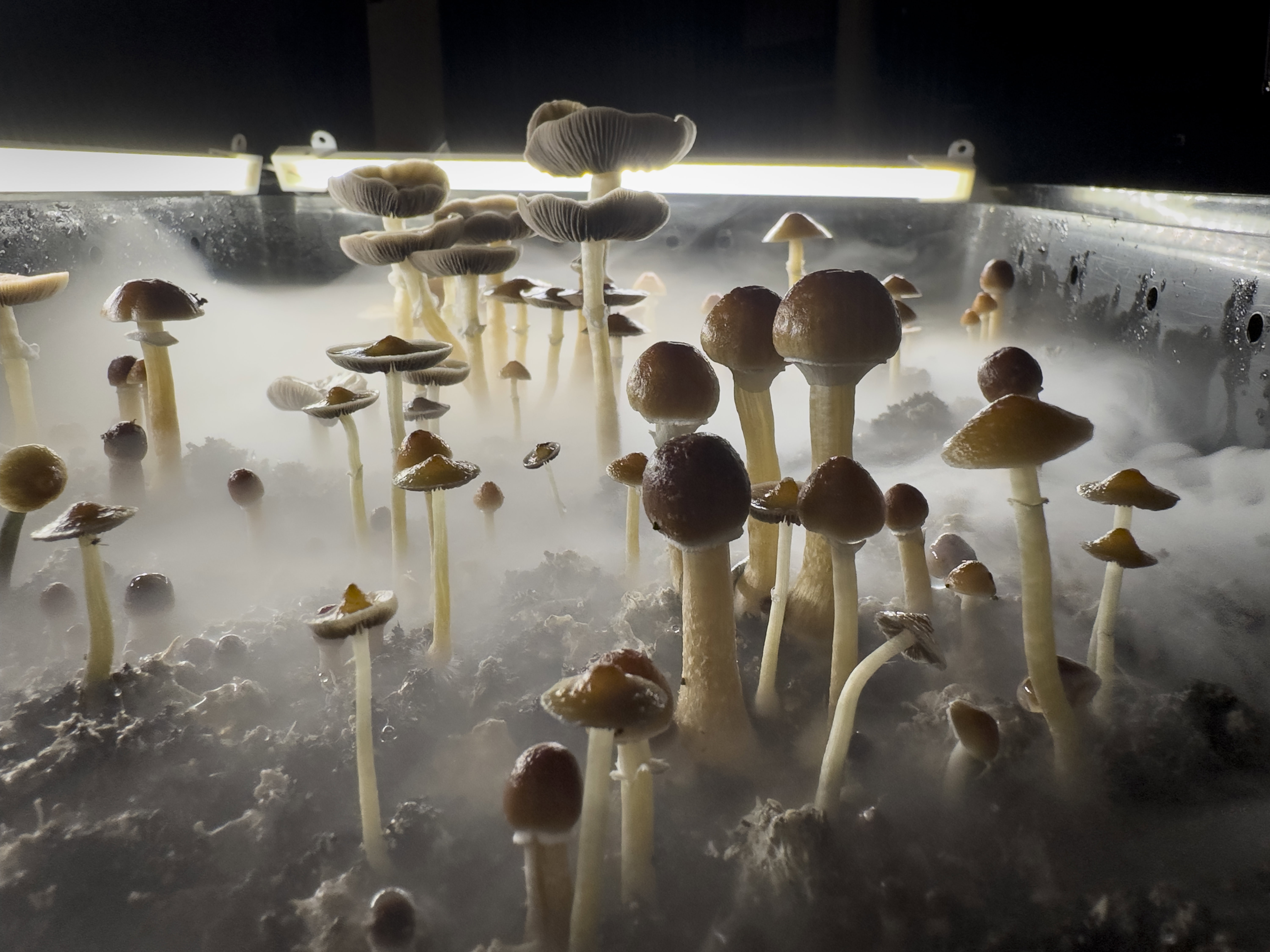 Grzyby kochają psychodelę. Niezależnie od siebie wykształciły substancje oddziałujące na ludzki mózg