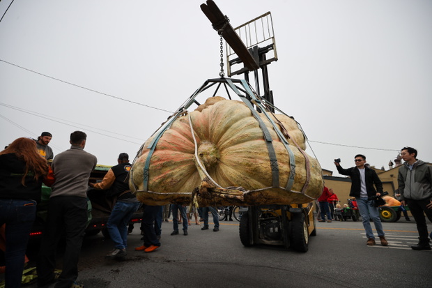 Safeway World Championship Pumpkin Weigh-Off in Half Moon Bay