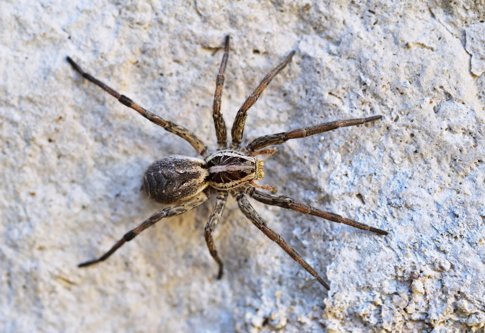 Tarantula ukraińska to niezwykły pajęczak ze wschodu