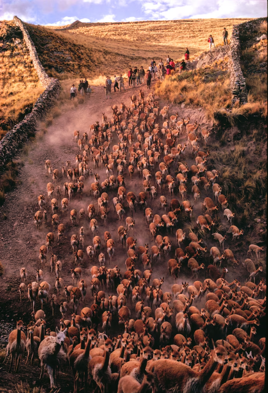Wikunie kierowane są do zagrody otoczonej kamiennym murem, gdzie są liczone i sortowane. Peru, 1973 r. Fot. William Franklin / Nat Geo Image Collection