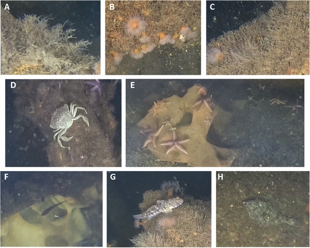 scientists-find-marine