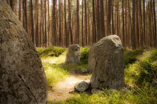 grzybnica kręgi