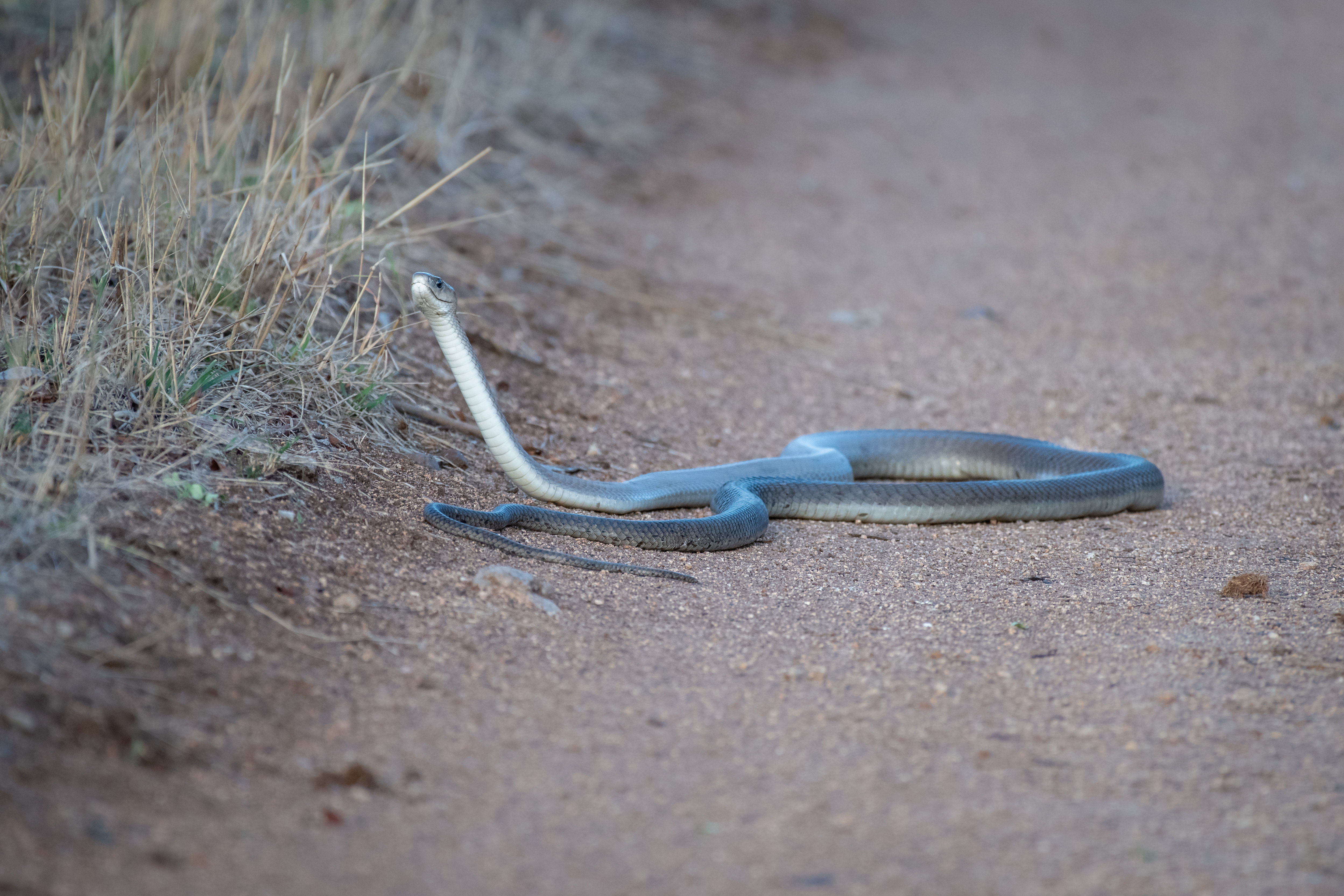 Czarna mamba zabija inaczej niż inne węże. Dlatego odtrutka nie działa