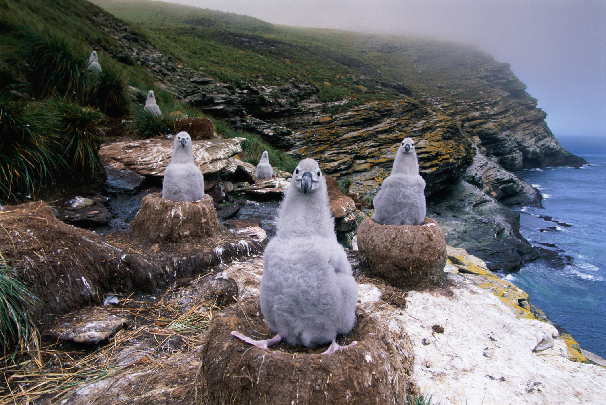 falklandy