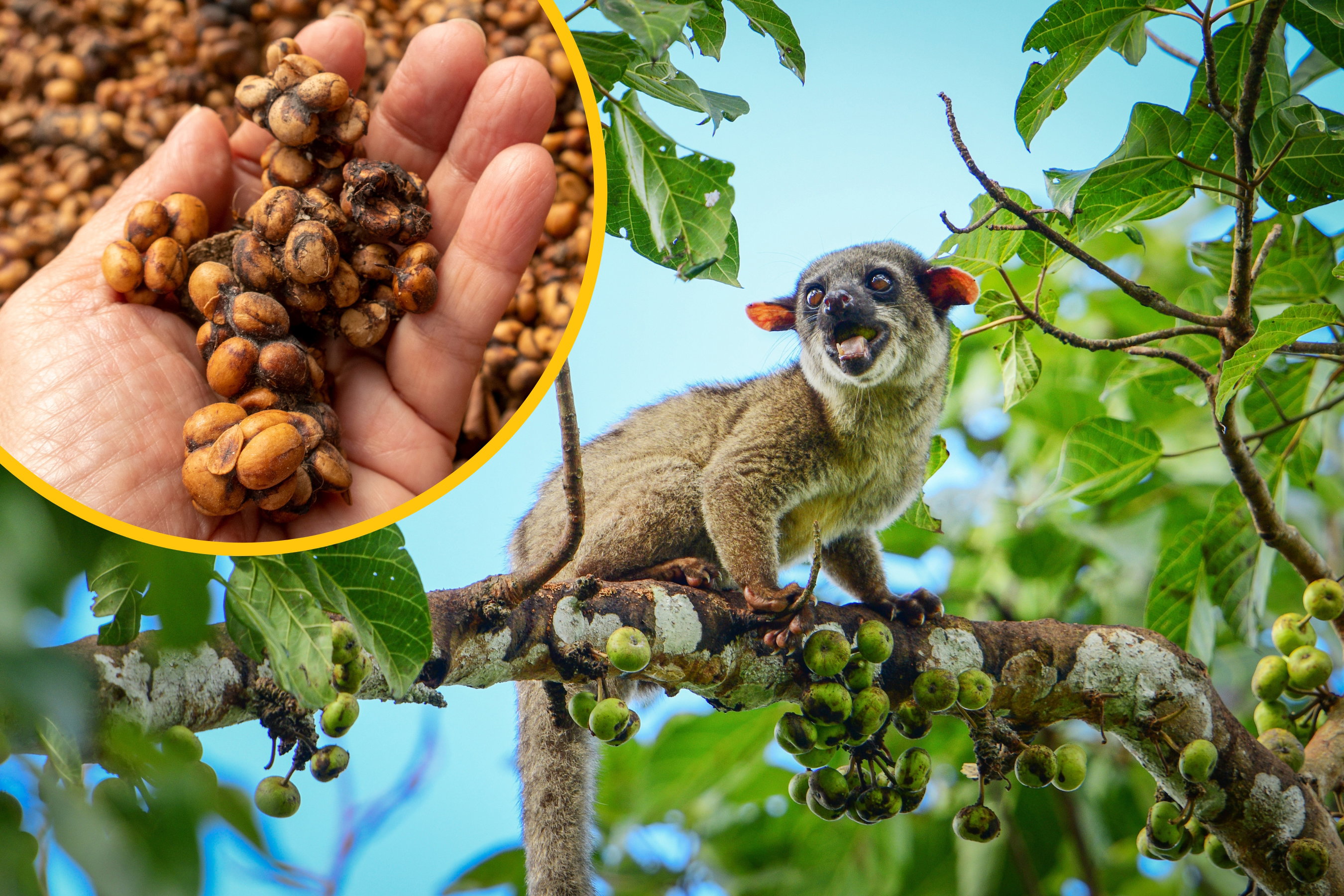 Czemu kawa z odchodów jest... taka smaczna? Tajemnica kopi luwak rozwiązana