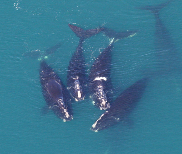 North_Atlantic_Right_Whales