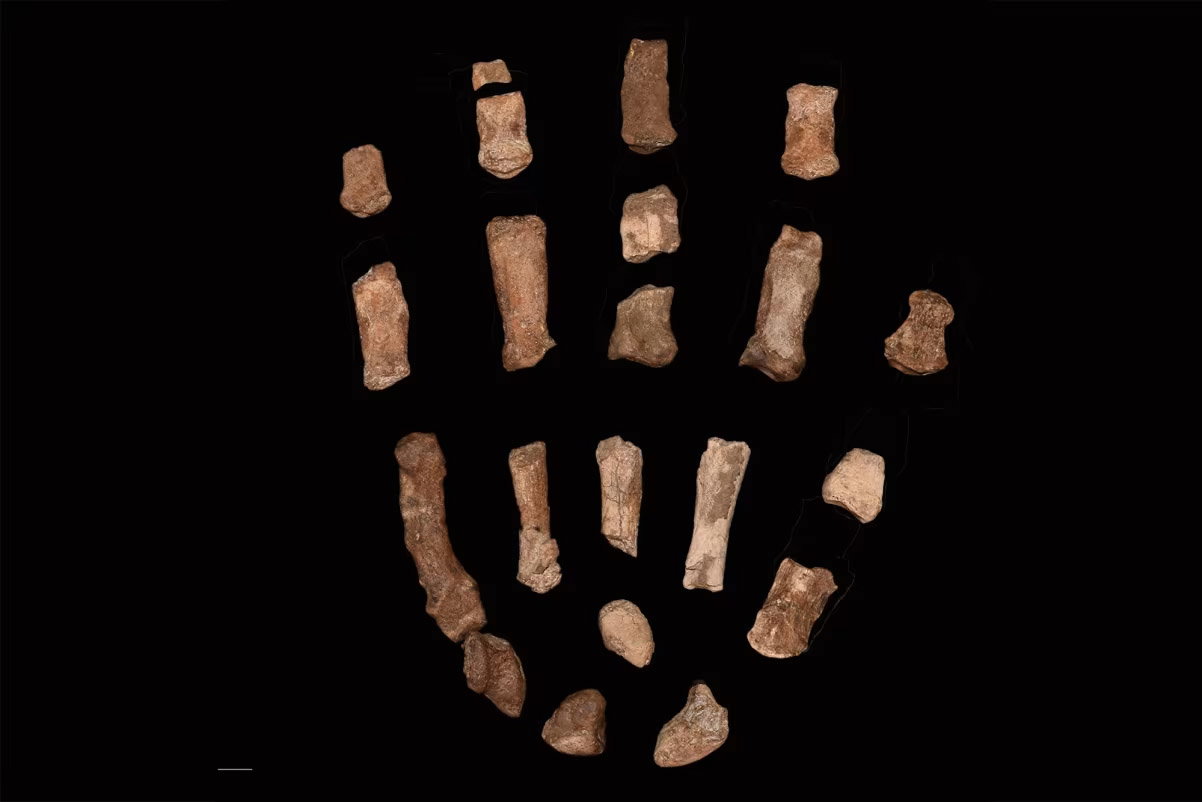Skamieniała dłoń Paranthropus boisei