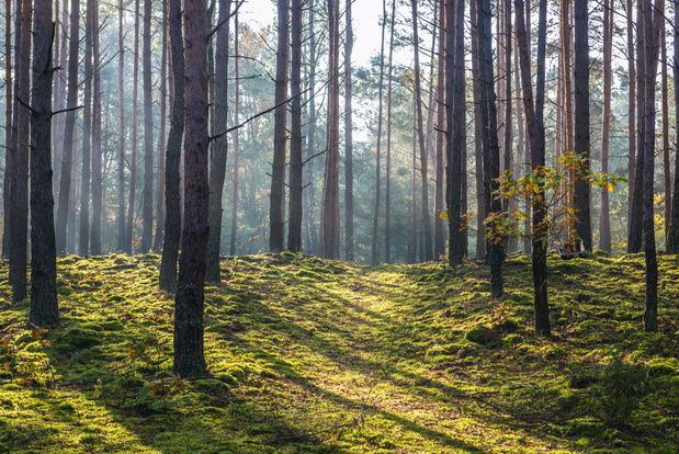 National Park of Kampinos Forest in Masovia region of Poland