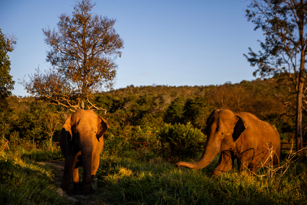 Na początku tego roku Kenya dołączyła do Pupy i Mary w Global Sanctuary for Elephants./Fot.Tomás Cuesta / Fondation Franz Weber / Global Sanctuary for Elephants