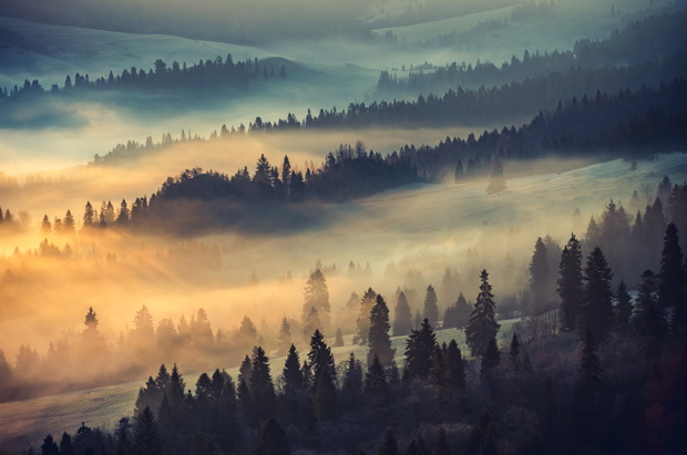 Misty mountain forest landscape in the morning, Poland