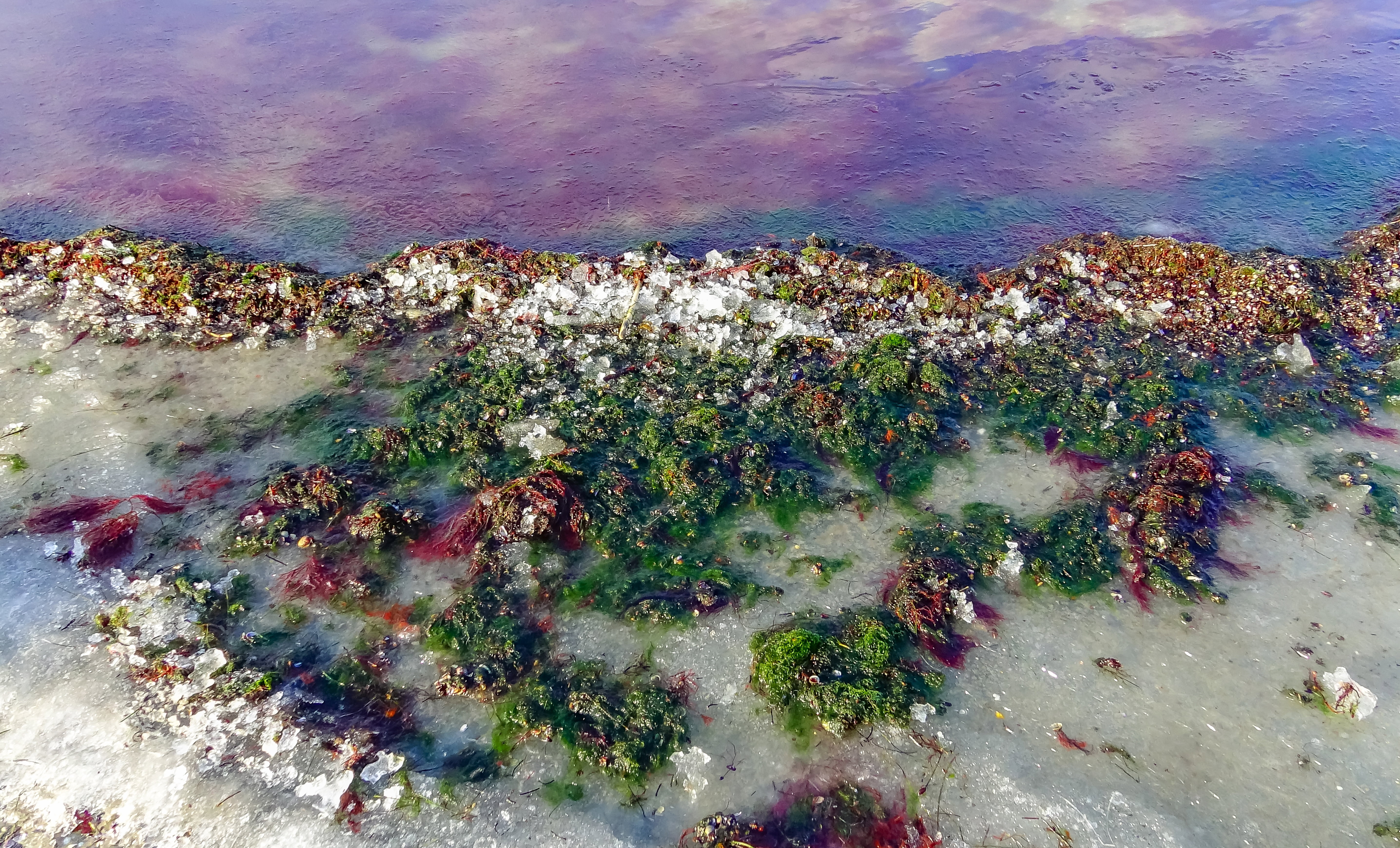 Red,And,Green,Algae,Under,The,Ice.,Shore,Of,The
