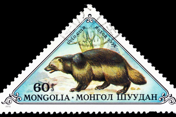 rosomak