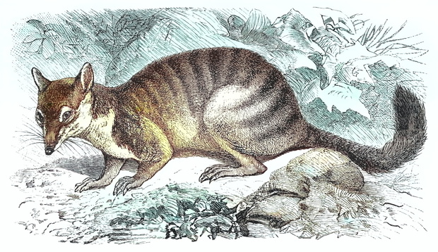 numbat