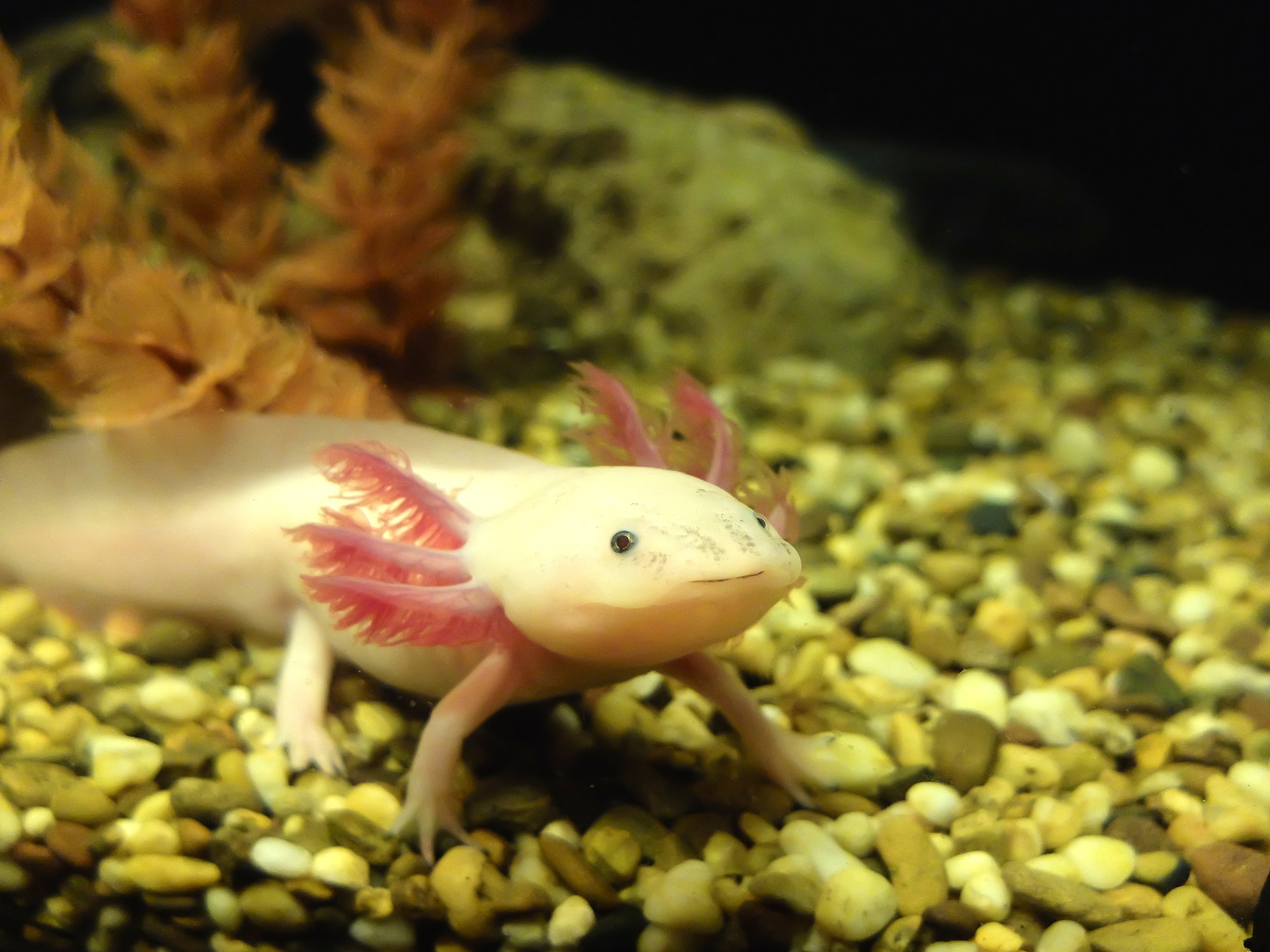 Aksolotl