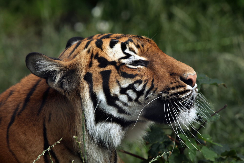 tigerr
