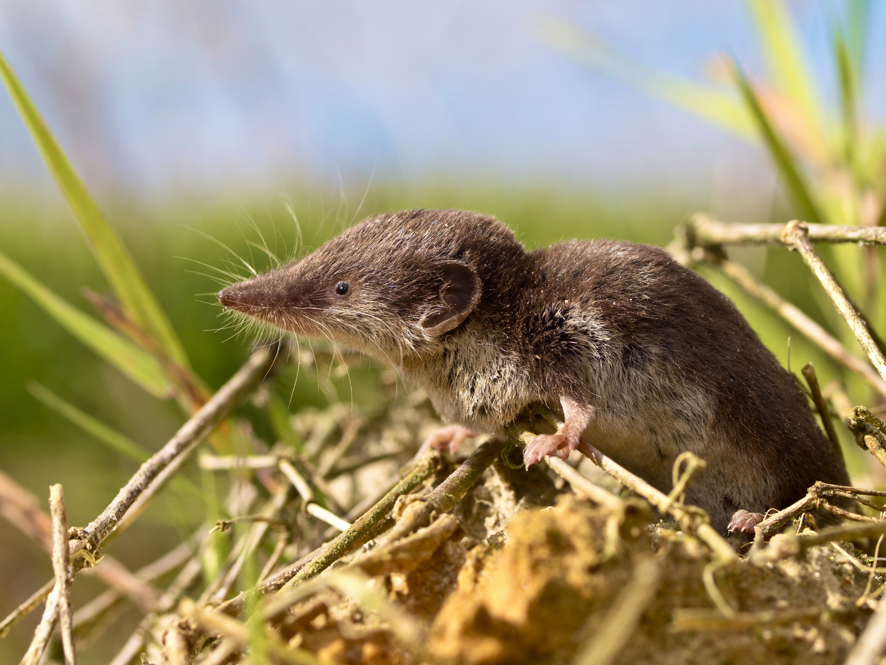 The,Locally,Endangered,Bicolored,Shrew,(crocidura,Leucodon),In,It's,Natural