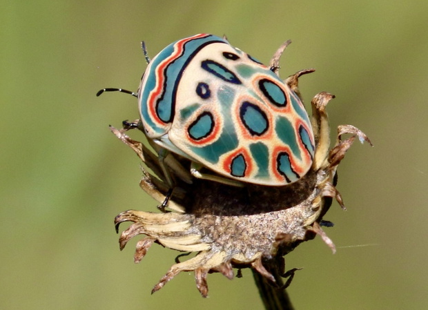 „Robak Picassa”, czyli Sphaerocoris annulus