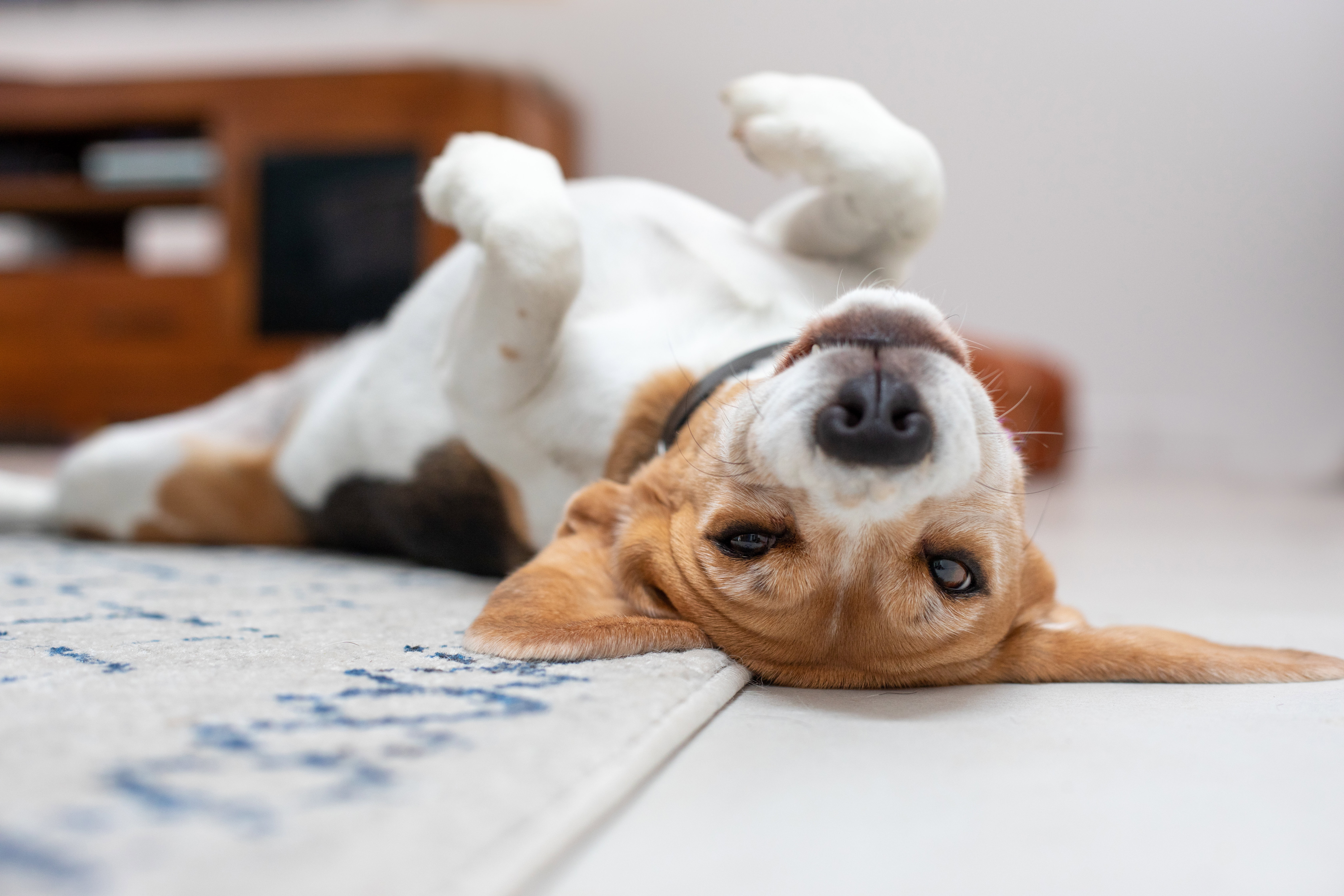 beagle
