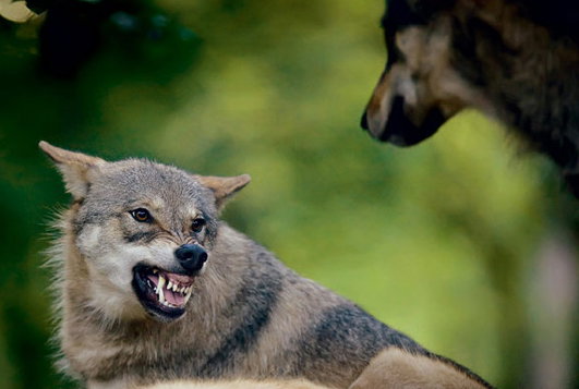 __Wyszczerzone_zeby_-_Krol_Wilk_-_National_Geographic_PL_1261505204174_kopia
