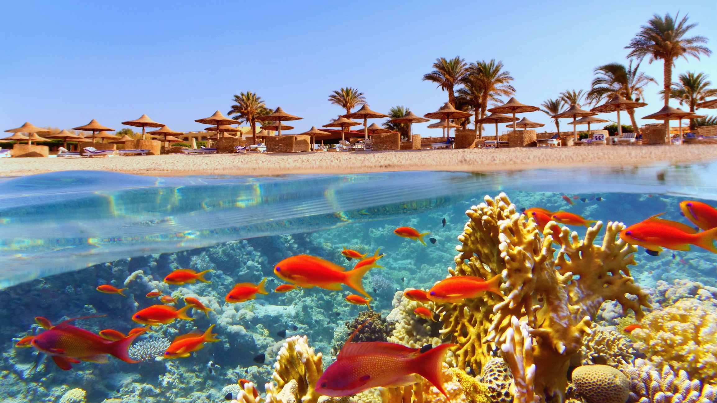 Marsa Alam podbija serca Polaków. Rafa koralowa jest tu na wyciągnięcie ręki