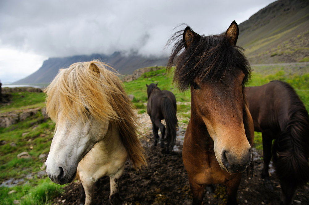 islandia__11_