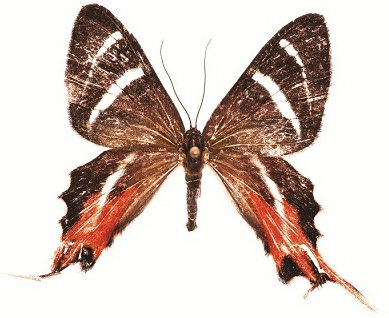 MOTYL_SMALL