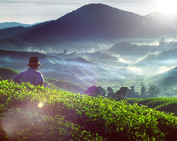 Malezja, Cameron Highlands