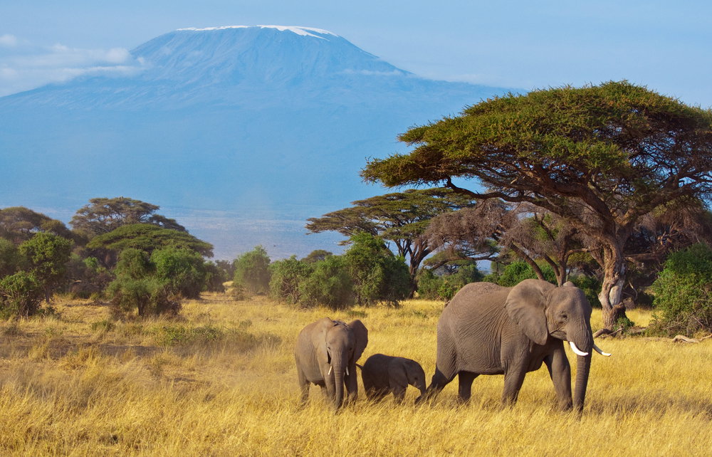 Tanzania: Melodia Afryki
