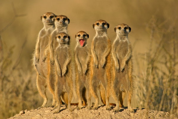 Suricate_or_meerkat