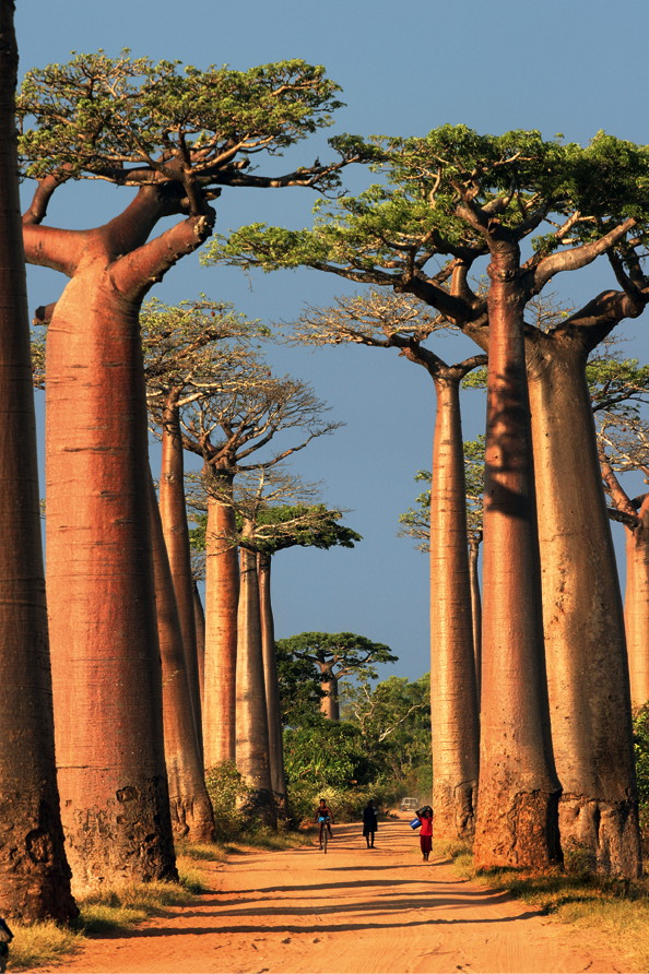 Madagaskar_133024335_opt