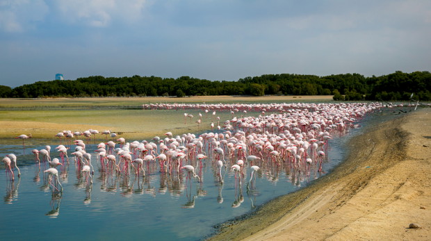 Ras Al Khor Wildlife Sanctuary