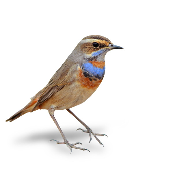 shutterstock_164507600