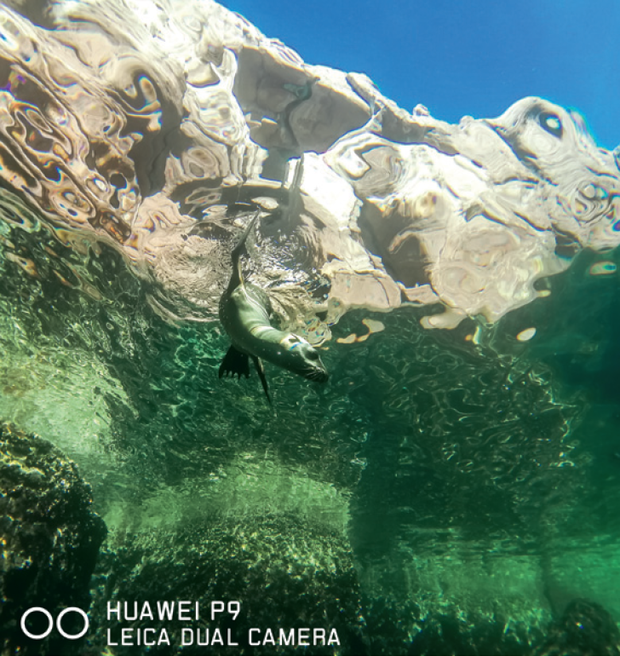 Zdjęcie wykonane smarfonem Huawei P9