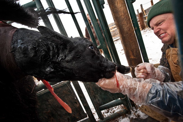 03_assisting_two_year_old_heifer_birth_670