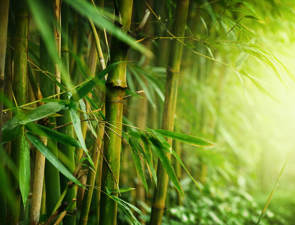 shutterstock_97351409