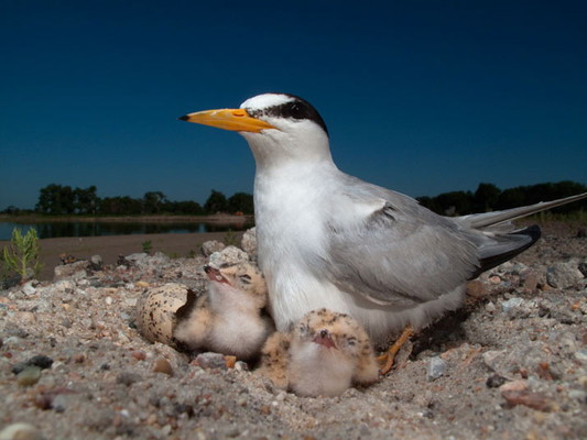 21_least_tern_bird_714_673182344b