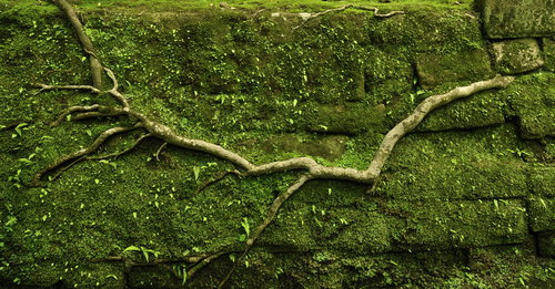 shutterstock_13539472
