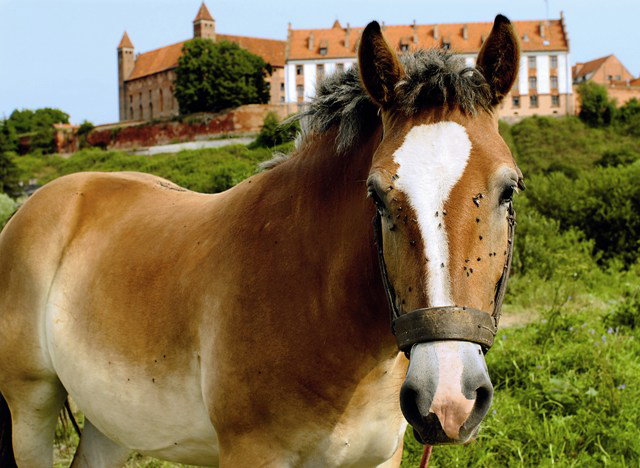 NG_0724_GNIEW_01.01_01