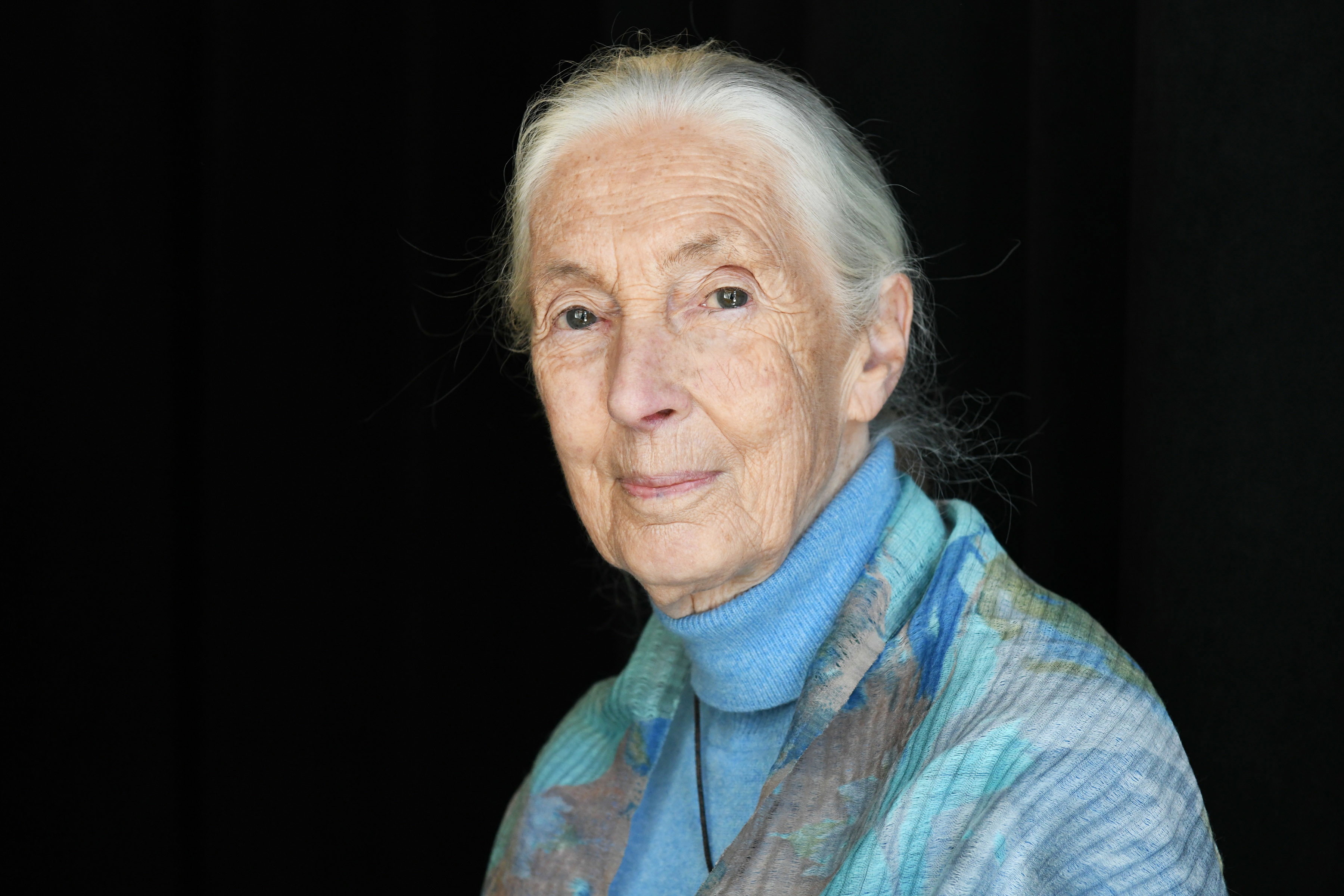 Słynna prymatolożka Jane Goodall poświęciła dekady badań życiu dzikich szympansów, radykalnie zmieniając nasze rozumienie tych inteligentnych małp – najbliższych krewnych człowieka