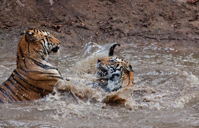 11-captive-tigers-play-with-each-other-670