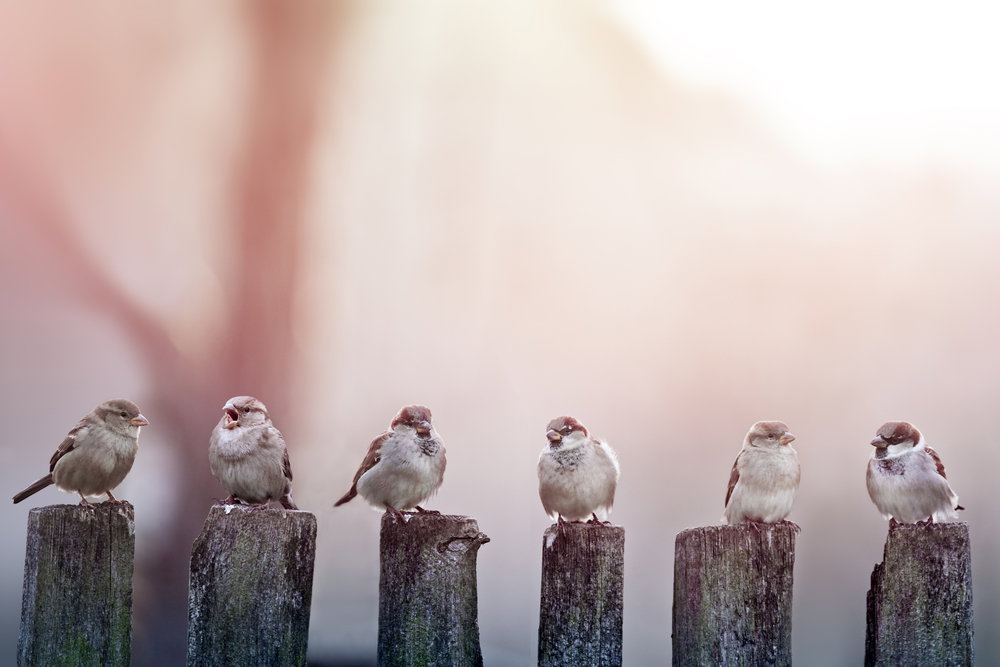 shutterstock_120210166