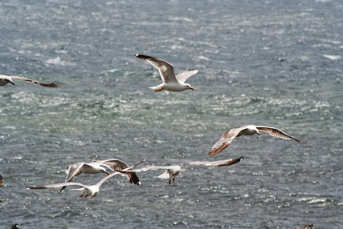albatrosy_01